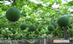 全瓜蒌青的好还是黄的好，瓜蒌的营养价值 瓜蒌的营养价值介绍