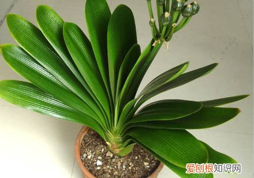 君子兰夹箭最有效的处理办法