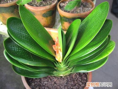 君子兰夹箭最有效的处理办法