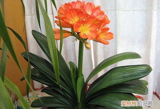 君子兰夹箭最有效的处理办法