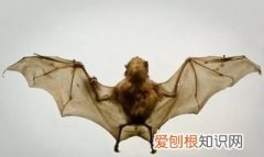 根据蝙蝠发明了雷达还有什么类似的 根据蝙蝠发明了雷达类似举例