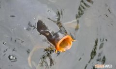 鱼喝水 鱼喝不喝水呢，鱼喝水能吃饱如果鱼只给它喝水会不会死