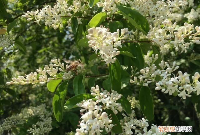 籽桂怎么繁殖，桂花树苗怎么培育