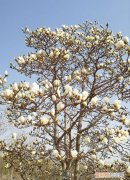 地栽玉兰树的种植方法，如何盆栽玉兰花 刚买的玉兰花如何盆栽