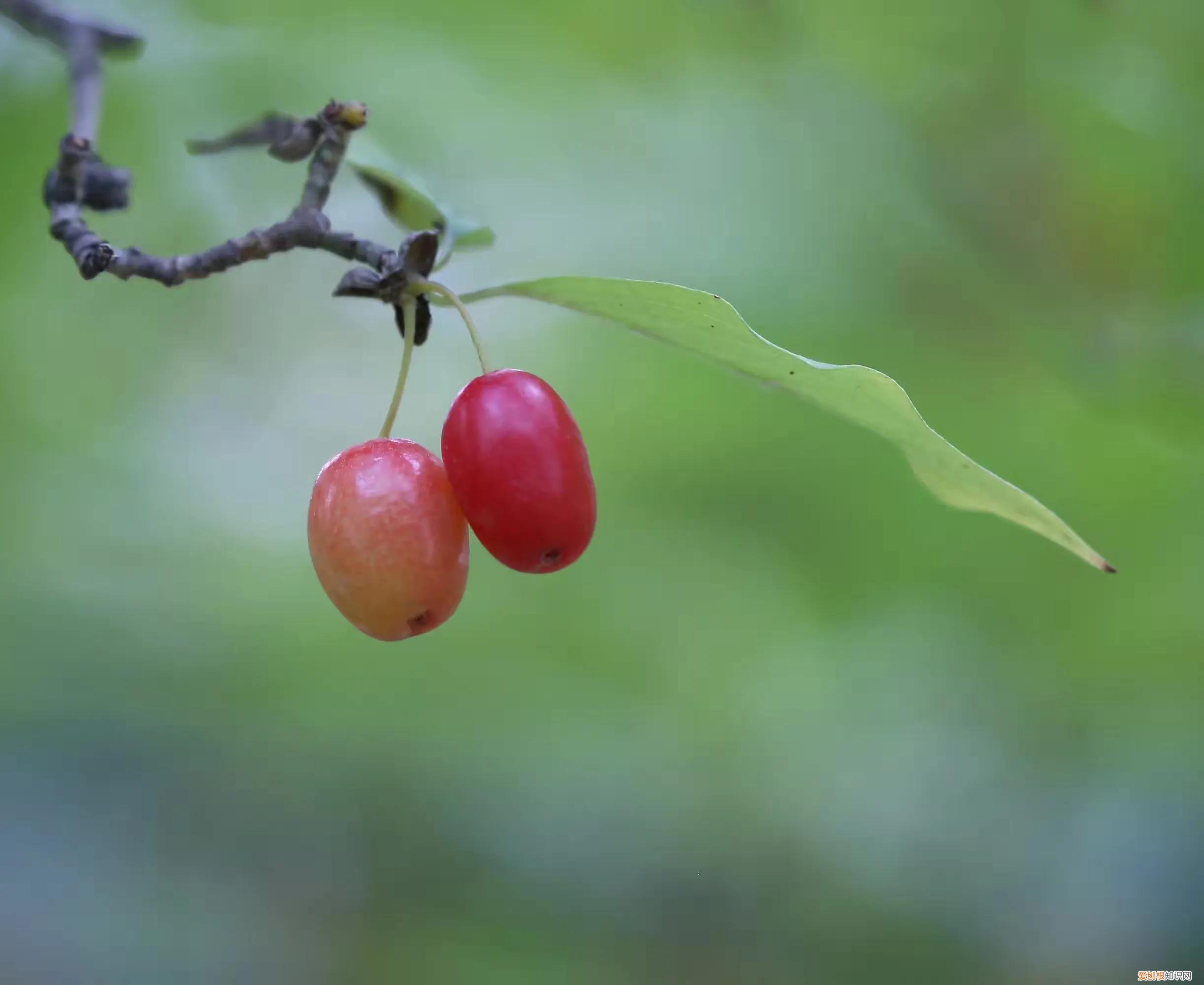 茱萸比喻男人的什么 茱萸是人体哪里