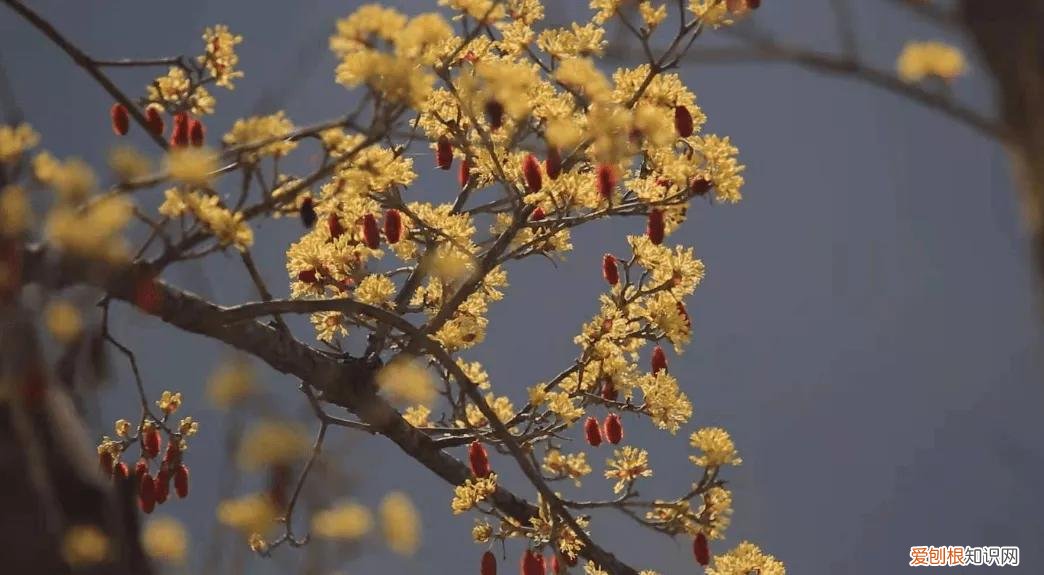茱萸比喻男人的什么 茱萸是人体哪里