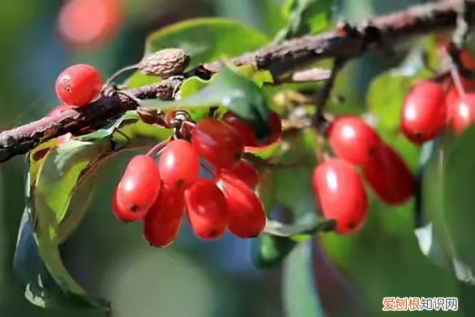 茱萸比喻男人的什么 茱萸是人体哪里