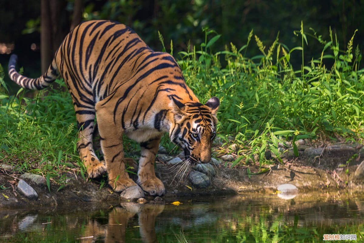 老虎vs狮子谁厉害 真正的万兽之王是谁