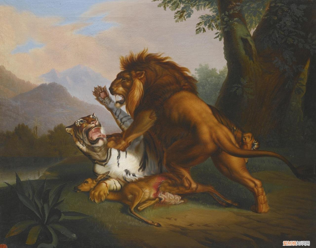 老虎vs狮子谁厉害 真正的万兽之王是谁