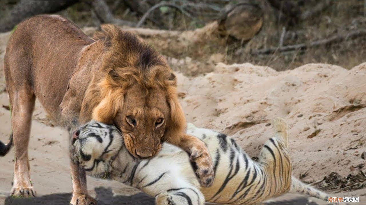 老虎vs狮子谁厉害 真正的万兽之王是谁