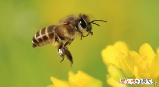 世界十大无性繁殖动物 无性繁殖的动物有哪些