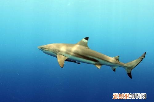 世界十大无性繁殖动物 无性繁殖的动物有哪些