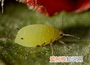 世界十大无性繁殖动物 无性繁殖的动物有哪些