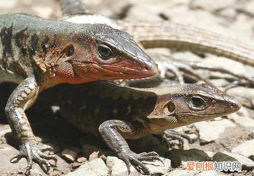 世界十大无性繁殖动物 无性繁殖的动物有哪些