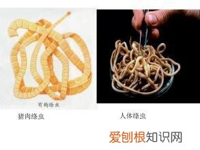 世界十大无性繁殖动物 无性繁殖的动物有哪些