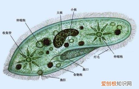 世界十大无性繁殖动物 无性繁殖的动物有哪些