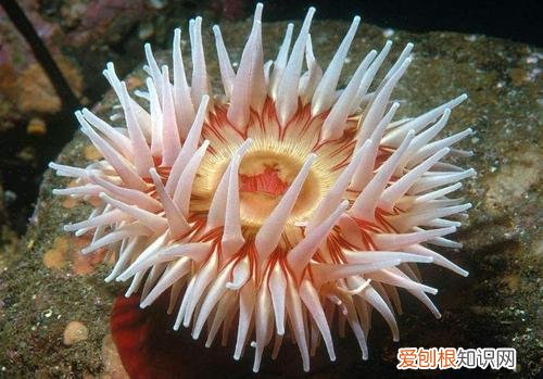 世界十大无性繁殖动物 无性繁殖的动物有哪些