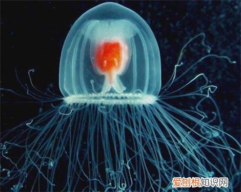 世界十大无性繁殖动物 无性繁殖的动物有哪些