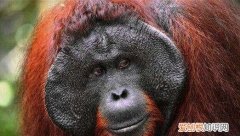 狒狒和猩猩的区别 狒狒和猩猩有哪些不同