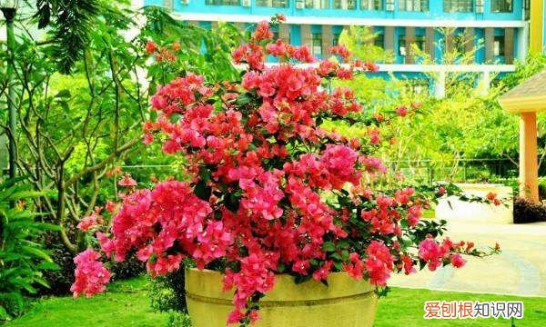 栽三角梅用什么土 栽三角梅用哪种土