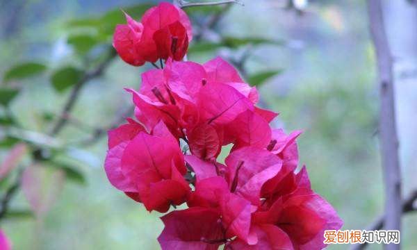 栽三角梅用什么土 栽三角梅用哪种土