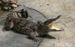 鳄鱼太凶了是什么原因，鳄鱼为什么鳄鱼 鳄鱼鳄鱼的原因