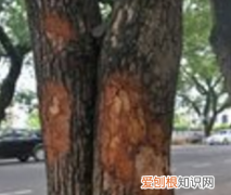 树怕剥皮的下一句，为什么树怕剥皮 树怕剥皮的原因