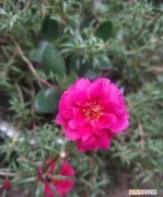 太阳花为什么不开花呢 太阳花不开花什么原因