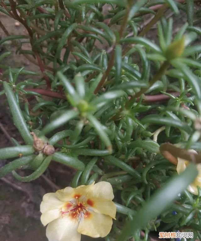 太阳花为什么不开花呢 太阳花不开花什么原因