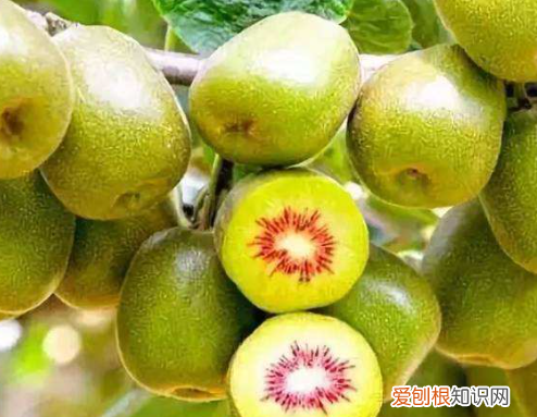 猕猴桃2月份还有 猕猴桃2月份是否还有