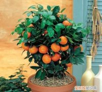 盆栽橘子树带刺是怎么回事 盆栽橘子树带刺是咋回事