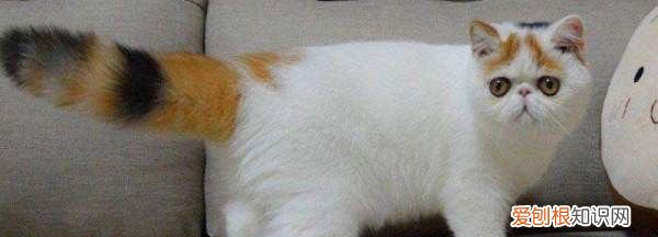 加菲猫多长时间长成成年猫咪 加菲猫长成成年猫咪的时长