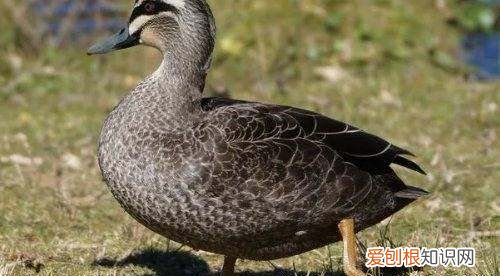 野鸭是国家保护动物几级，野鸭是保护动物 野鸭是不是保护动物