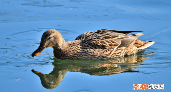 野鸭是国家保护动物几级，野鸭是保护动物 野鸭是不是保护动物