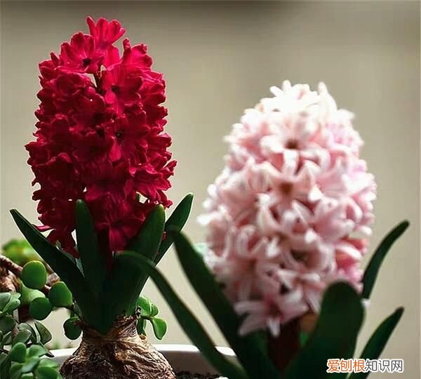 耐阴的室内植物花卉都有哪些 8种耐阴的室内植物花卉介绍