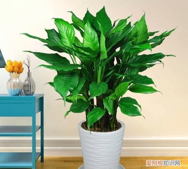 耐阴的室内植物花卉都有哪些 8种耐阴的室内植物花卉介绍