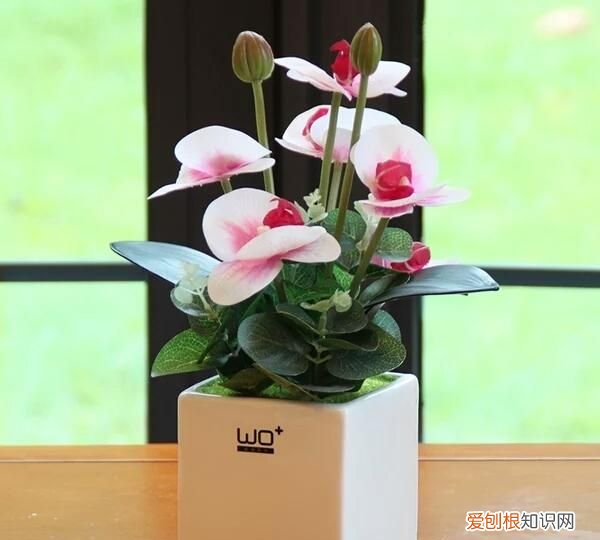 耐阴的室内植物花卉都有哪些 8种耐阴的室内植物花卉介绍