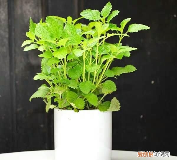 耐阴的室内植物花卉都有哪些 8种耐阴的室内植物花卉介绍