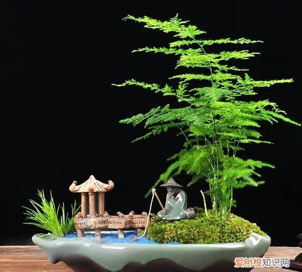 耐阴的室内植物花卉都有哪些 8种耐阴的室内植物花卉介绍