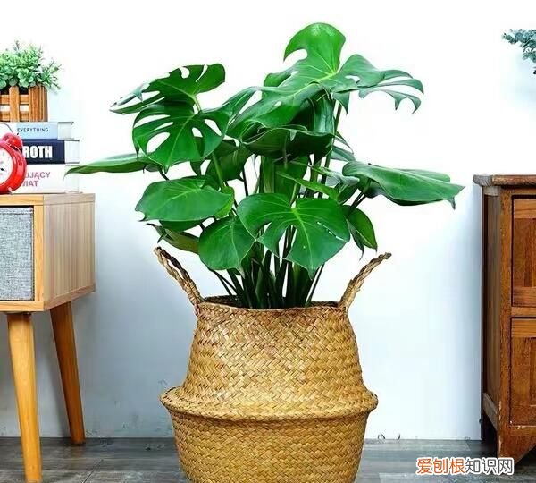 耐阴的室内植物花卉都有哪些 8种耐阴的室内植物花卉介绍