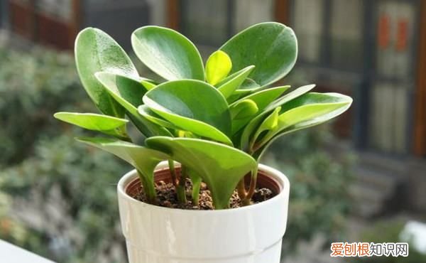 一整套净化室内空气的植物 能净化室内空气的植物有什么