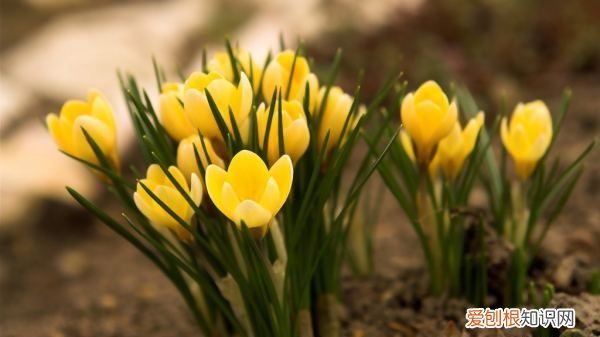 一整套净化室内空气的植物 能净化室内空气的植物有什么