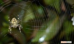 蜘蛛结网一般要多长时间 蜘蛛结网一般需要多久