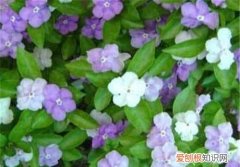 双色茉莉花如何养殖 双色茉莉花怎样养殖