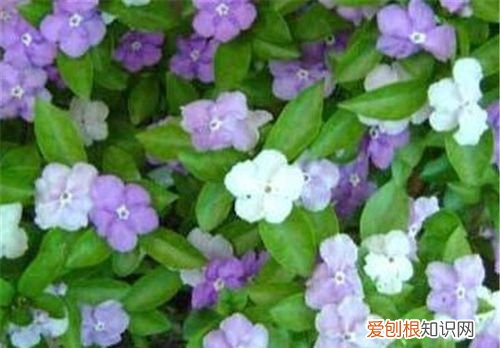 双色茉莉花如何养殖 双色茉莉花怎样养殖