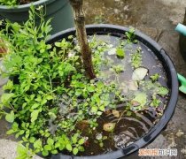 下雨天盆栽要放室外 下雨天盆栽可以放室外