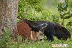 食蚁兽是什么动物进化的，食蚁兽是什么动物 食蚁兽是啥动物