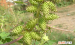 苍耳是什么植物 苍耳是什么类植物呢