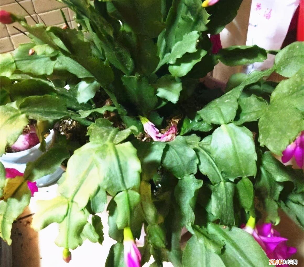 蟹爪兰叶子蔫了如何救