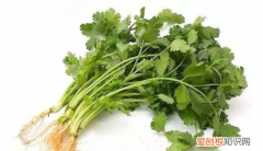 喝香菜水的功效与作用 喝香菜水有哪些功效作用